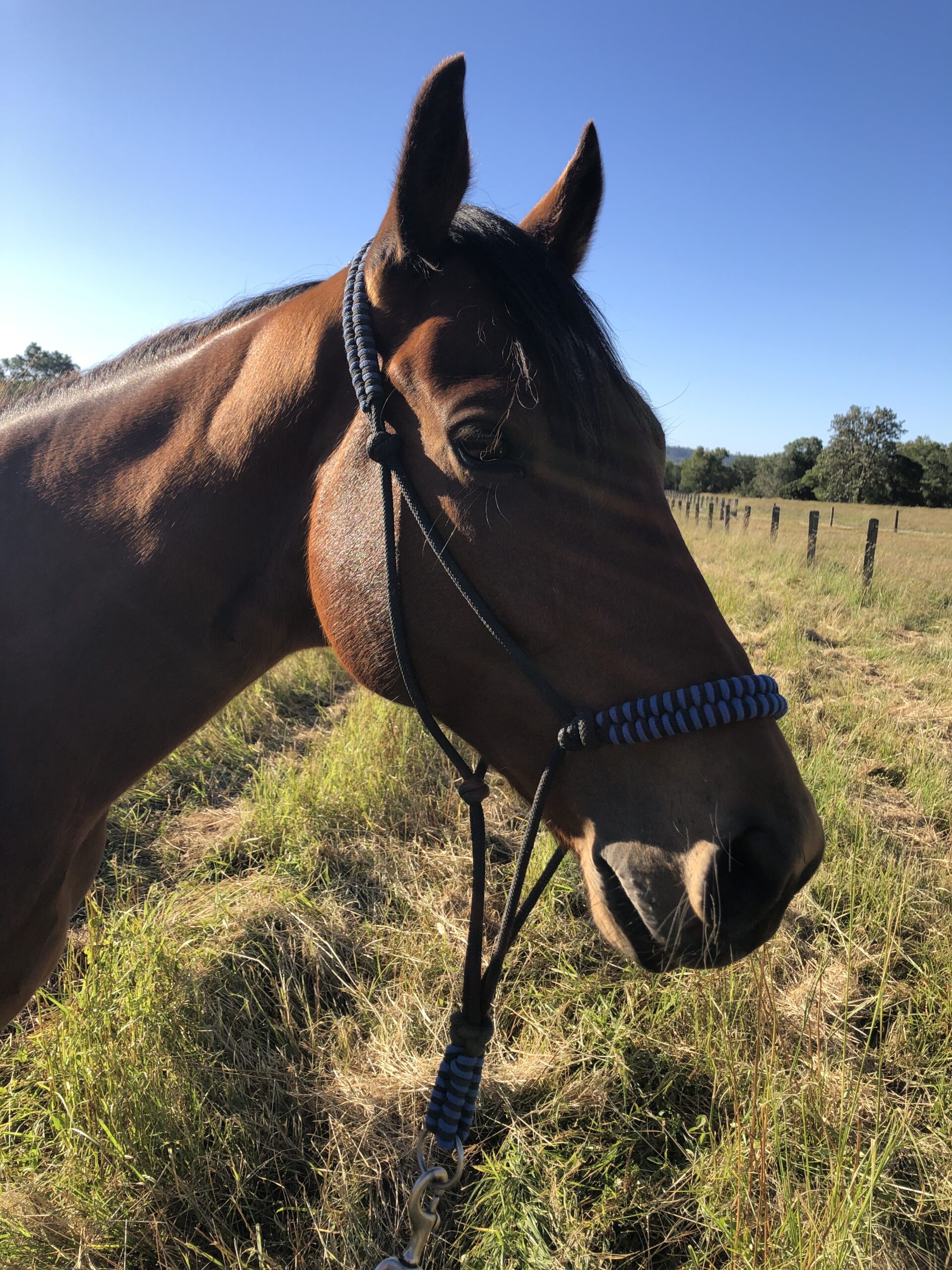 Horse Communication - Part 1 - Life with Horses